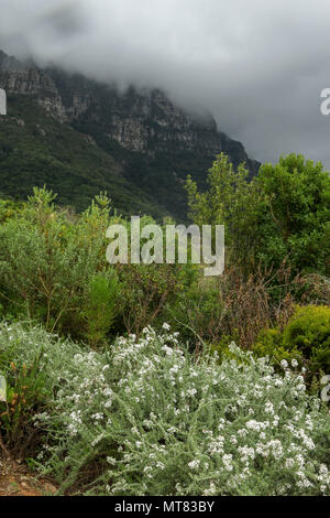 Fynbos in Kirstenbosch orto botanico con nebbia sopra la montagna in background, di Città del Capo, Sud Africa Foto Stock