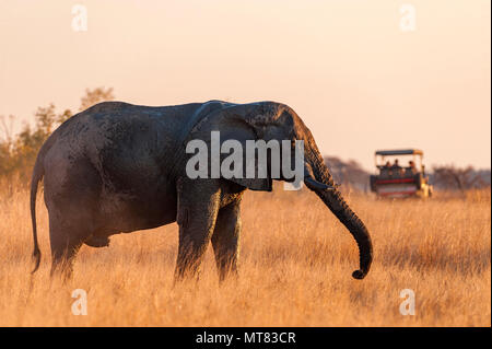 Elefanti Loxodonta africana visto nel Parco Nazionale Hwange Zimbabwe. Foto Stock