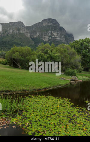 Stagno con canne e waterlilies in Kirstenbosch Botanical Garden, Città del Capo SUD AFRICA Foto Stock
