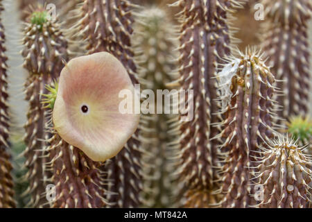 Hoodia gordonii succulenta con fiore singolo , Sud Africa Foto Stock