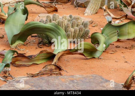 Welwitschia impianto di Kirstenbosch orto botanico, di Città del Capo, Sud Africa Foto Stock