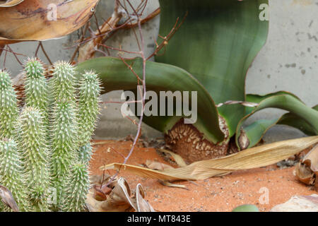 Welwitschia impianto di Kirstenbosch orto botanico, di Città del Capo, Sud Africa Foto Stock