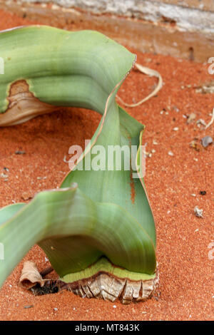 Welwitschia impianto di Kirstenbosch orto botanico, di Città del Capo, Sud Africa Foto Stock