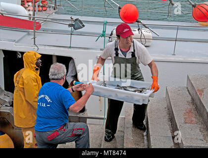 Llanes, Asturias, Spagna, Europa, porto di pescatori, Off il caricamento di pesce da pesca barca in porto, Foto Stock