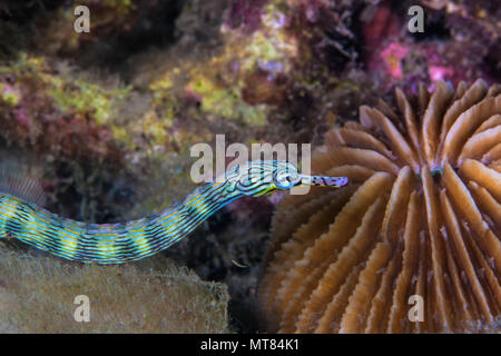 Nastrare Messmate pipefish (Corythoichthys sp.) schlittert lungo la barriera corallina mare piano. Stretto di Lembeh, Indonesia. Foto Stock