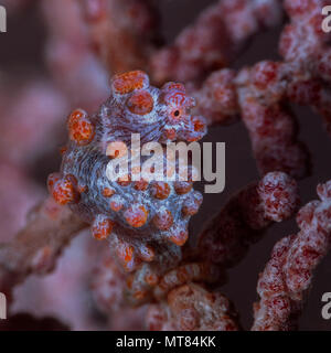 Cavalluccio marino pigmeo (Hippocampus bargibanti) mimetizzata su gorgonia seafan. Stretto di Lembeh, Indonesia. Foto Stock