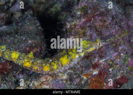 Pipefish alato (Halicampus macrorhynchus) sulla barriera corallina mare piano. Stretto di Lembeh, Indonesia. Foto Stock