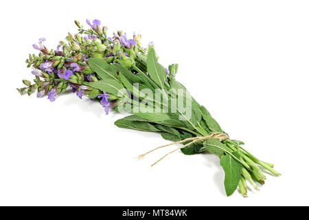 Mazzetto di salvia isolati su sfondo bianco Foto Stock