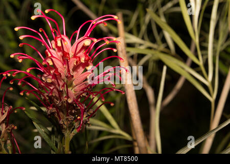 Rosso vellutato Quercia (Grevillea banksii) Foto Stock