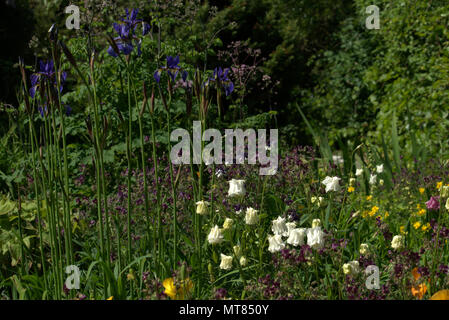 Siberian iris in una Scottish country garden Foto Stock