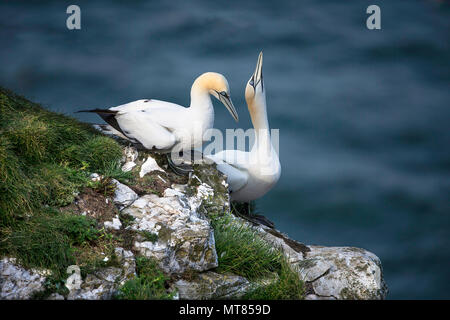 Coppia di Northern sule (Morus bassanus) che esibisce un comportamento di accoppiamento. Bempton Cliffs, East Yorkshire, Regno Unito. Foto Stock