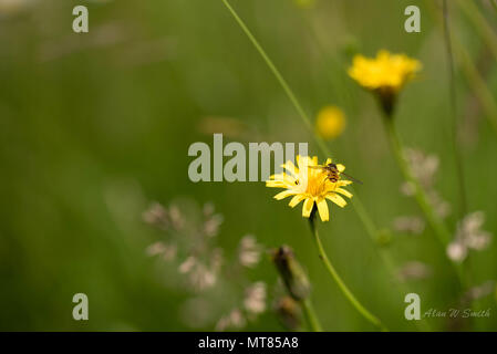 Volare atterraggio sul fiore Foto Stock
