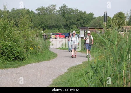 Maggio 2018 - Persone a parete di prosciutto, RSPB riserva naturale nel Somerset, sui livelli Foto Stock