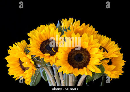 Bouquet di girasoli luminosi su sfondo nero Foto Stock