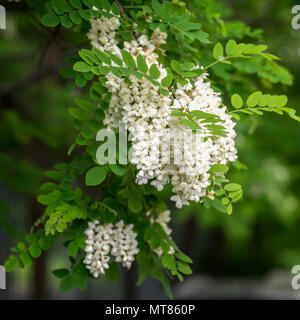 Abbondante fioritura acacia il ramo di Robinia pseudoacacia, robinia robinia close-up. Fonte di nettare di gara ma fragrante miele Foto Stock