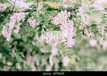 Abbondante fioritura acacia il ramo di Robinia pseudoacacia, robinia robinia, giornata di sole. Nettare di gara ma fragrante miele Foto Stock