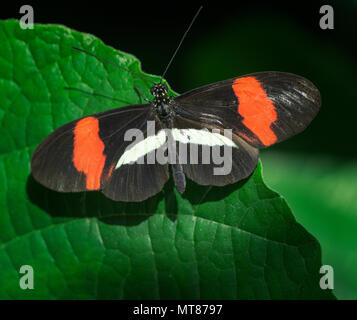 Brush-footed butterfly lo Zoo di Calgary Alberta Canada Foto Stock