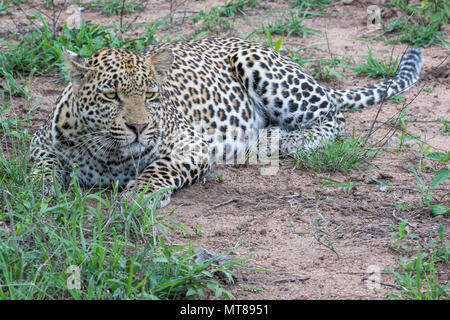 Lazy leopard riposa all'ombra di un albero di Marula. Foto Stock