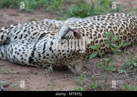 Leopard staring fino mentre posa in ombra. Foto Stock