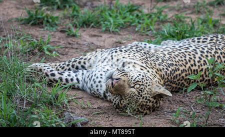 Giovane maschio leopard riposa all'ombra. Foto Stock