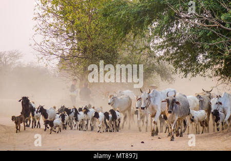 Bagan, Myanmar - Feb 19, 2016. Mucche e capre camminando sulla strada polverosa al tramonto a Bagan, Myanmar. Foto Stock