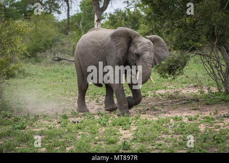 Teenage elefante maschio mock la carica del veicolo di safari. Foto Stock