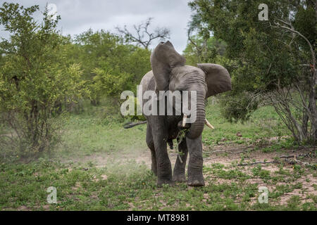 Simulazione di carica da parte di un elefante adolescenti. Foto Stock