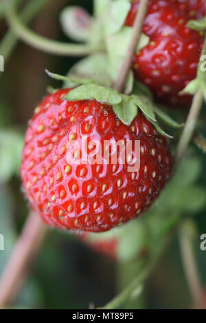 Poche le fragole appeso sul ramoscello su sfondo verde Foto Stock