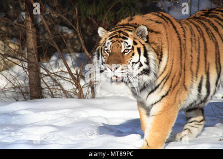 Primo piano della bella tigre siberiana sullo sfondo con la foresta di inverno Foto Stock