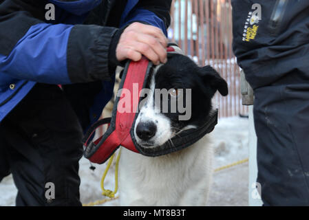 L'Iditarod Trail Sled Dog Race è un evento di resistenza annuale in Alaska, e la 45a gara ha avuto il suo inizio cerimoniale ad Anchorage il 4 marzo 2017. L'immagine d'archivio riporta che un cane da slitta è dotato di un'imbracatura prima del percorso di 18 miglia verso Campbell Airstrip intrapreso da 72 musher e oltre 1.150 cani. Foto Stock