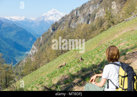 Donna escursionista guardando la fauna selvatica sulle Alpi, stambecchi pascolano in erba pendio di montagna, Capra Ibex con grandi corna, primavera Foto Stock