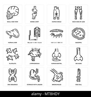 Set di 16 semplici icone modificabile come cella di asta, bronchioli, dello stomaco con liquidi, sequenza di DNA, Big Nose, cranio vista laterale, il fegato umano, piastrine, Illustrazione Vettoriale