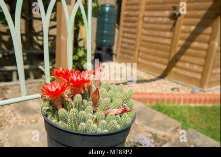 Il torneo di Wimbledon, Londra, Regno Unito. 28 Maggio, 2018. Ondata di caldo nella scorsa settimana produce intensamente colorati fiori su un cactus Echinopsis, nativo di Argentina e cresciuto in un giardino di Londra "freddo" del telaio dove le temperature hanno raggiunto i 40 gradi C diurno. Credito: Malcolm Park/Alamy Live News. Foto Stock