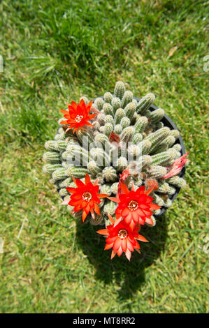 Il torneo di Wimbledon, Londra, Regno Unito. 28 Maggio, 2018. Ondata di caldo nella scorsa settimana produce intensamente colorati fiori su un cactus Echinopsis, nativo di Argentina e cresciuto in un giardino di Londra "freddo" del telaio dove le temperature hanno raggiunto i 40 gradi C diurno. Credito: Malcolm Park/Alamy Live News. Foto Stock