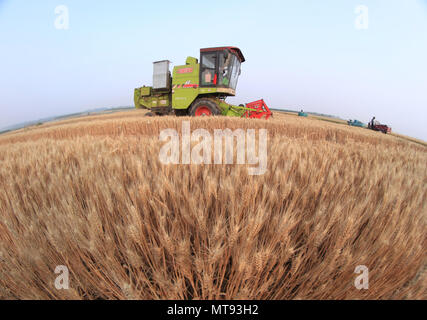 Linyi, la Cina della provincia dello Shandong. 28 Maggio, 2018. Una troncatrice di raccolti di frumento nei campi a Difang township di Pingyi County in Linyi, est della Cina di Provincia di Shandong, 28 maggio 2018. Credito: Wu Jiquan/Xinhua/Alamy Live News Foto Stock