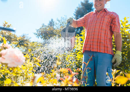 Attivo uomo senior di impianti di irrigazione in giardino in una tranquilla giornata Foto Stock