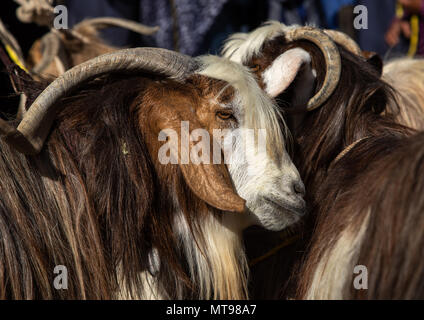 Caprini per la vendita nel mercato del bestiame, Ad Dakhiliyah Regione, Nizwa, Oman Foto Stock