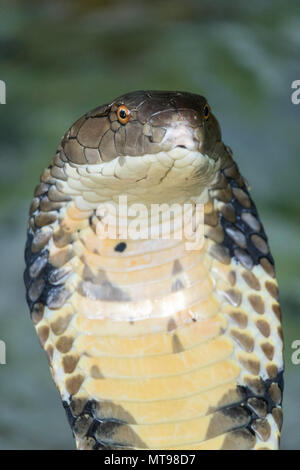 Cobra snake closeup Foto Stock