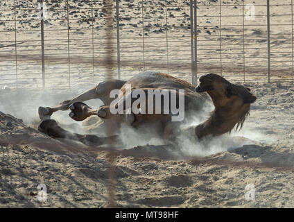 Camel scatching il suo ritorno nella sabbia, Dhofar Governatorato, Wadi Dokah, Oman Foto Stock