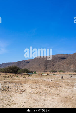 Cammelli in una zona asciutta, Dhofar Governatorato, Wadi Dirba, Oman Foto Stock