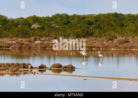 Due fenicotteri maggiore (Phoenicopterus roseus) a Estanyets de Can Marroig Salt Marsh nel Parco Naturale di Ses Salines (Formentera, isole Baleari, Spagna) Foto Stock