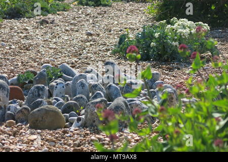 Derek Jarman il famoso giardino creato intorno a Prospect Cottage, un ex Fisherman's cottage sulla ghiaia a Dungeness, Kent Foto Stock