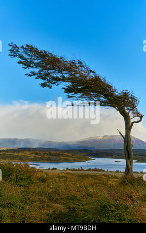 Corde dal vento costante alberi vicino a Ushuaia. Patagonia Argentina in autunno Foto Stock