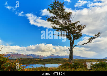 Corde dal vento costante alberi vicino a Ushuaia. Patagonia Argentina in autunno Foto Stock