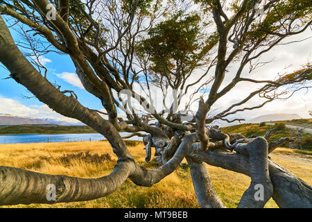 Corde dal vento costante alberi vicino a Ushuaia. Patagonia Argentina in autunno Foto Stock