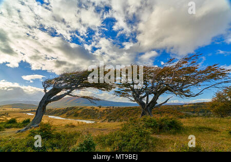 Corde dal vento costante alberi vicino a Ushuaia. Patagonia Argentina in autunno Foto Stock