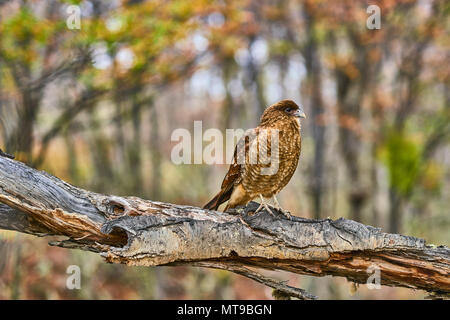 Caracara seduto su un albero in Tierra del Fuego National Park. Patagonia Argentina in autunno Foto Stock