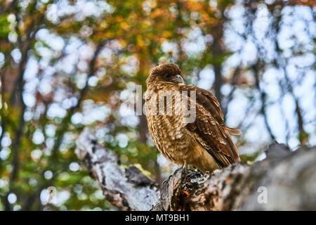 Caracara seduto su un albero in Tierra del Fuego National Park. Patagonia Argentina in autunno Foto Stock