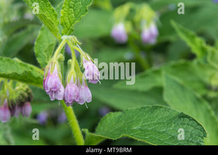 Fioritura Comfrey / consolida o Symphytum × uplandicum su una soleggiata giornata estiva. Usato come a base di erbe medicinali / impianto. Modello di dimensioni piuttosto piccole. Foto Stock