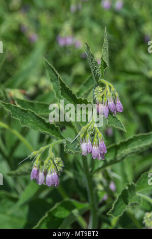 Fioritura Comfrey / consolida o Symphytum × uplandicum su una soleggiata giornata estiva. Usato come a base di erbe medicinali / impianto. Modello di dimensioni piuttosto piccole. Foto Stock